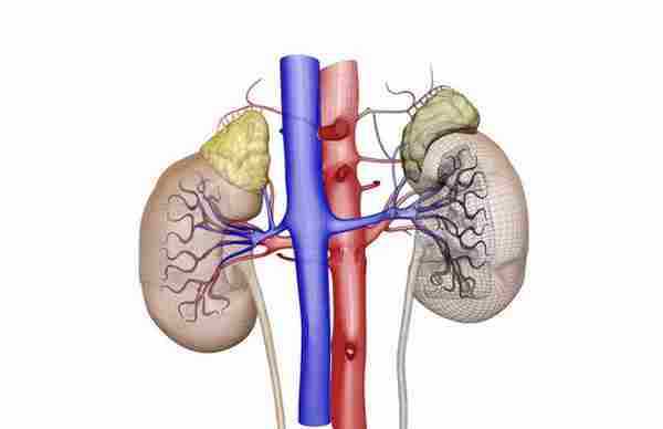 肾脏发出五个求救信号|肾脏|消化道