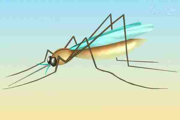 最健康天然的驱蚊方法|蚊子|精油