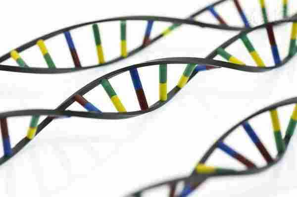 人类最糟糕十大遗传特征|遗传|基因