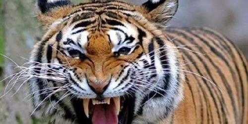 世界上咬合力最强的动物(咬合力最强的动物排名前十)