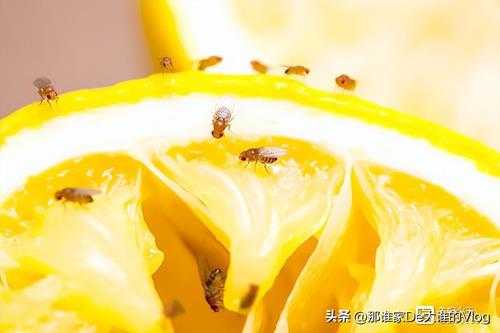 苍蝇的克星是什么(蝇子太多了用什么方法消灭好)