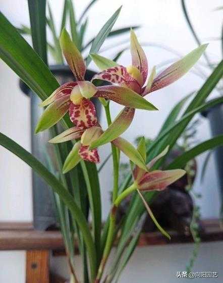 兰花不开花是什么原因(兰花不开花,哪里出了问题)