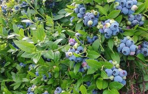 目前最好的蓝莓品种排名(16个优良蓝莓品种盘点)