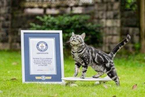 温州一只猫创吉尼斯纪录：12.85秒完成10米滑板滑行
