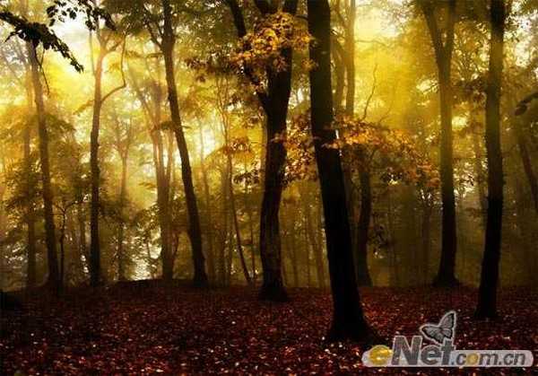 Photoshop使用HDR功能调制出阳光直射的梦幻森林场景