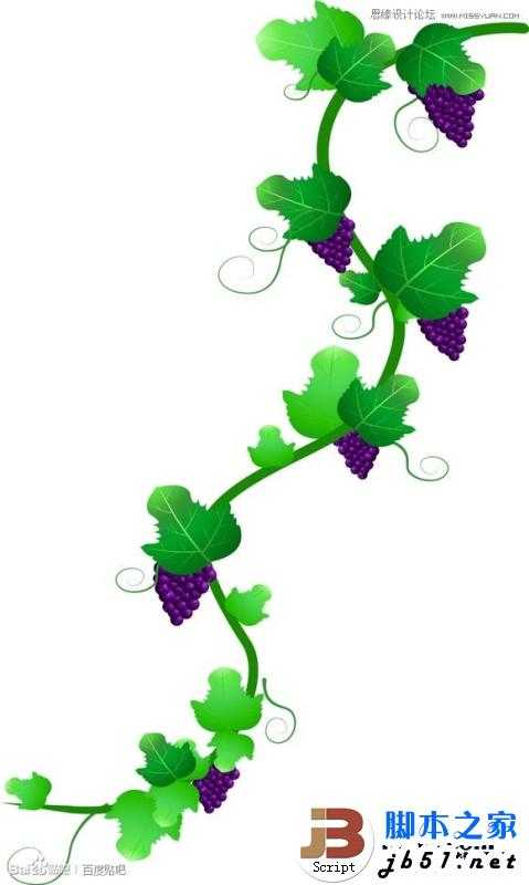 CorelDraw(CDR)模仿绘制出逼真的绿藤和成串的紫葡萄实例教程