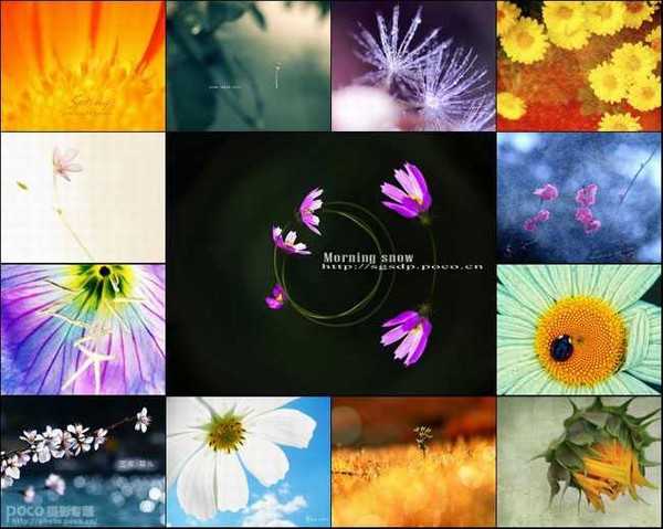 创意花卉摄影技巧实例教程