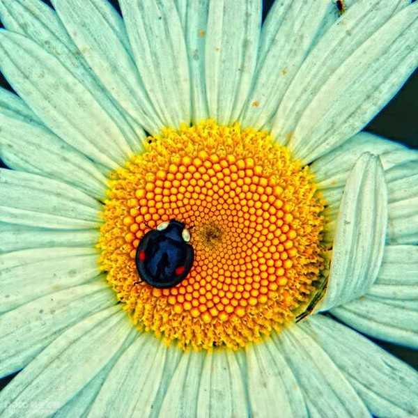 创意花卉摄影技巧实例教程