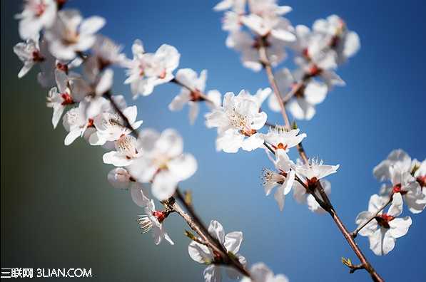 春季摄影七招巧拍树上花实例教程