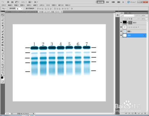 Photoshop标示sds-page电泳图Maker图文教程