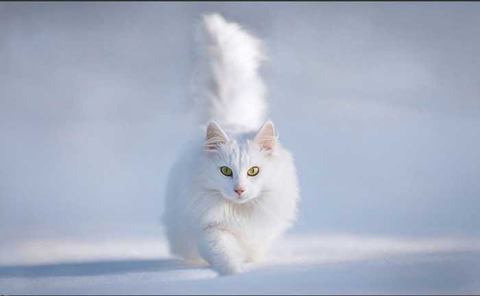 PS利用快速蒙版及调整边缘快速抠出雪地中的白猫