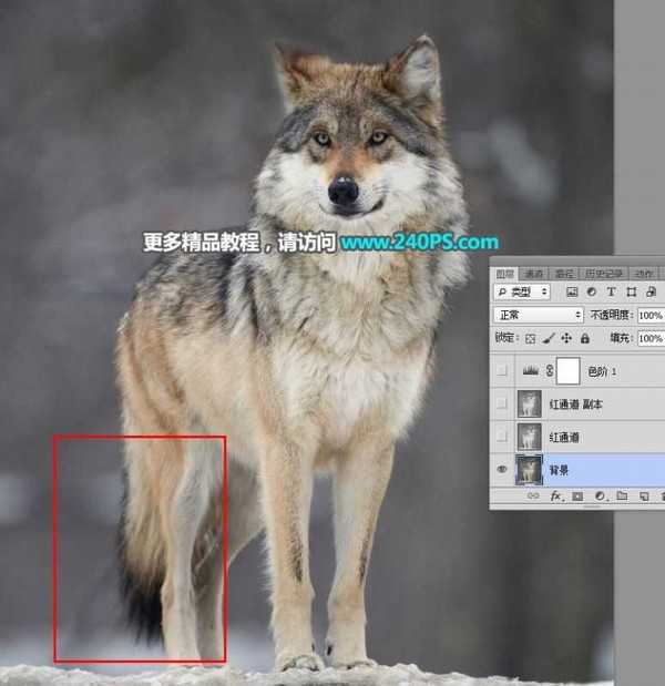 Photoshop巧用通道抠图快速完美抠出毛茸茸的雪中灰狼教程