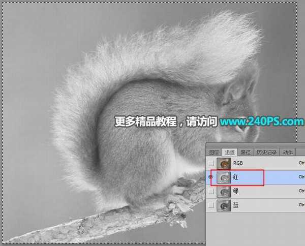 Photoshop用通道抠图快速抠出毛茸茸的小松鼠教程