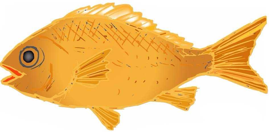 ai怎么画一条鱼? ai画黄金鱼矢量图的教程
